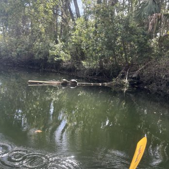 Crystal River Watersports - Turtles chilling on a log. So much wildlife to see here. - Scuba Diving Near Me - Crystal River, Florida Crystal River Watersports - Turtles chilling on a log. So much wildlife to see here. - Scuba Diving Near Me - Crystal River, Florida
