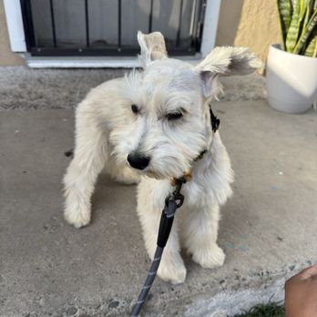 Furr Paradise - Pet Groomers Near Me - Santa Ana, California Furr Paradise - Pet Groomers Near Me - Santa Ana, California