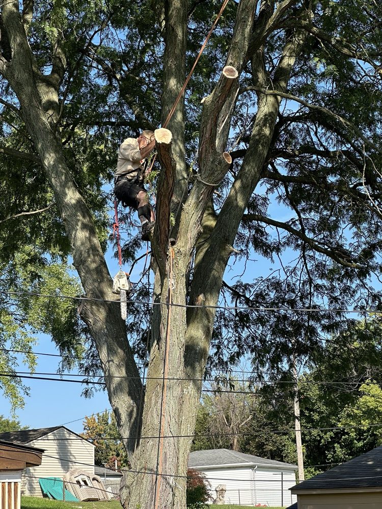 Dav’s Tree Service - tree service in Detroit, MI