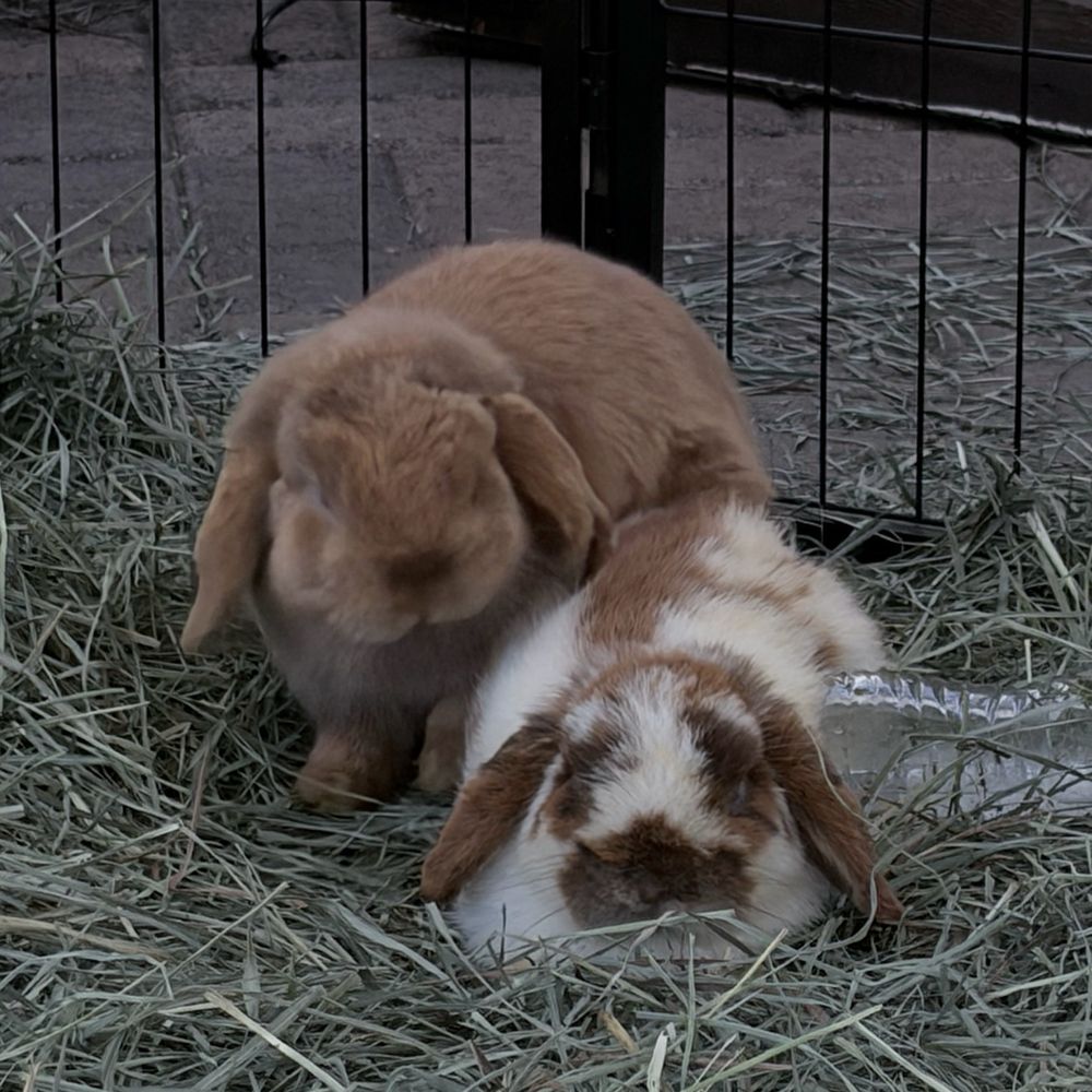 Grange Garden Outdoor - Bunnies - Coffee & Tea Near Me - Solana Beach, California Grange Garden Outdoor - Bunnies - Coffee & Tea Near Me - Solana Beach, California