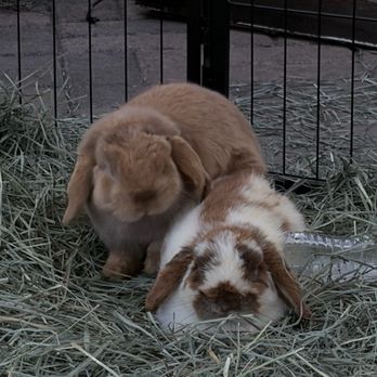 Grange Garden Outdoor - Bunnies - Coffee & Tea Near Me - Solana Beach, California