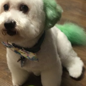 All About Paws Pet Spa - Groomed by Wenchi - Pet Groomers Near Me - Upland, California