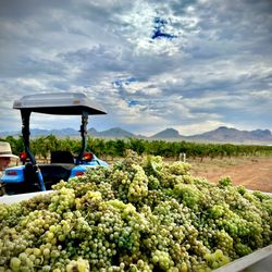 Callaghan Vineyards - 2023 Harvest