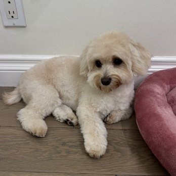 Kawaii Pet Salon - Dog - Pet Groomers Near Me - Irvine, California