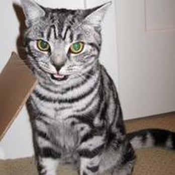 Absolutely Reliable Cat Sitting - Pet Sitting Near Me - Lacey, Washington