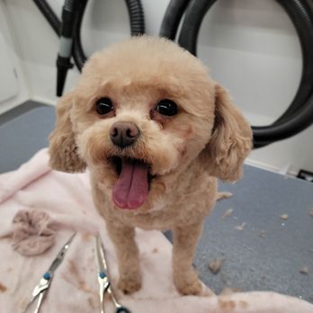 Hannah's Happy Hounds - Miss Bailey - Pet Groomers Near Me