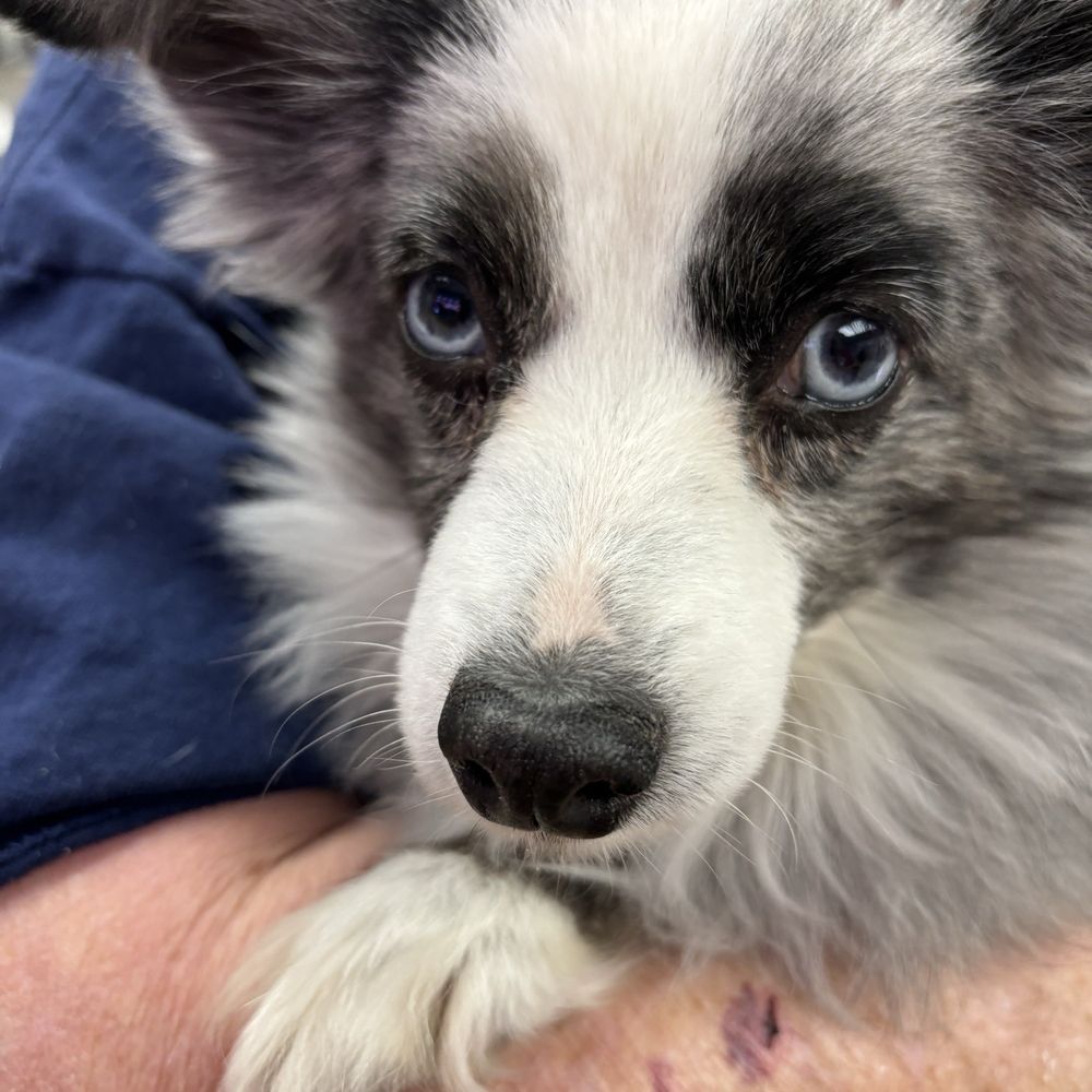 BluePearl - Overland Park - Veterinarians Near Me - Overland Park, Kansas