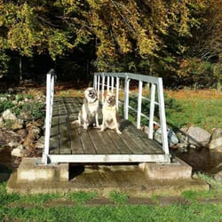 Yorkshire Canine Academy - Tia & Toby