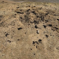 Central State Park at Lake Arcadia - Dog poop