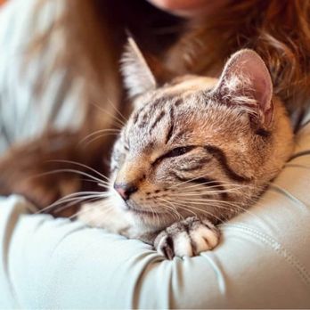 NoCo Cat Cafe - Pet Adoption Near Me - Loveland, Colorado