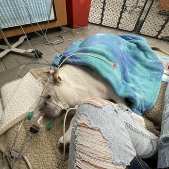 VEG ER for Pets - After surgery in recovery - Emergency Pet Hospital Near Me - Dallas, Texas