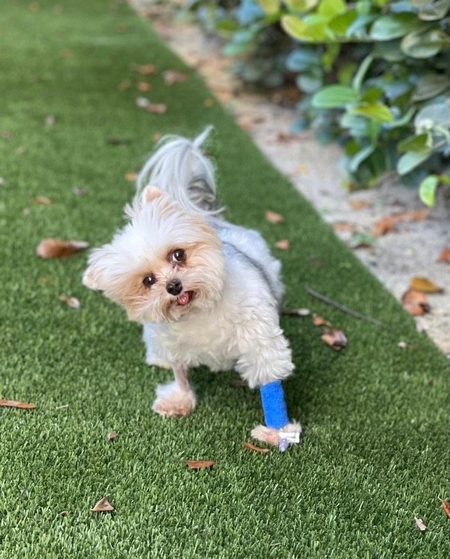 SOUTHEAST VETERINARY NEUROLOGY JUPITER Updated September 2024 505