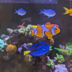 Aquarium Show