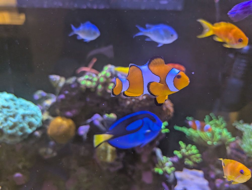 Aquarium Show Image