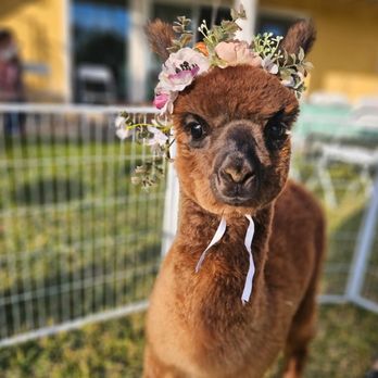 Rah-Rah Ranch - Petting Zoos Near Me Rah-Rah Ranch - Petting Zoos Near Me