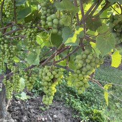 New Vines B&B - Vines