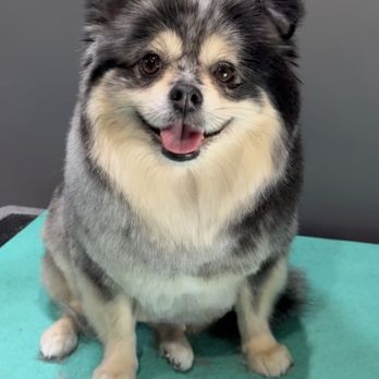 Paws N Claws Mobile Pet Salon - Rocky - Pet Groomers Near Me Paws N Claws Mobile Pet Salon - Rocky - Pet Groomers Near Me