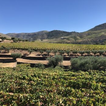 Croft Port - Wineries Near Me - Vila Nova de Gaia, 13 Croft Port - Wineries Near Me - Vila Nova de Gaia, 13
