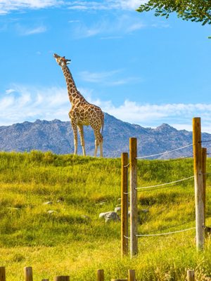 The Living Desert Zoo and Gardens by null The Living Desert Zoo and Gardens by null
