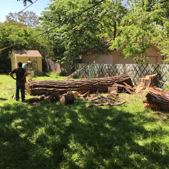 A-1 Tree Service - Tree Services Near Me - Fort Worth, Texas A-1 Tree Service - Tree Services Near Me - Fort Worth, Texas
