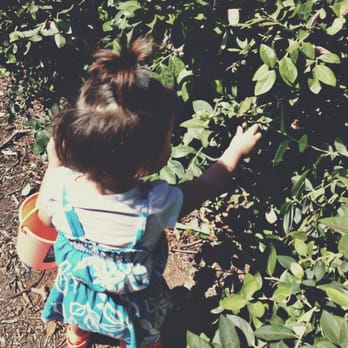 Temecula Berry - So easy even a 1 year old can pick them! - Farms Near Me - Temecula, California