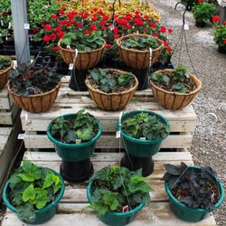 Farrand Farms - House plants