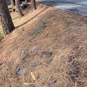 Willow Defensible Space - Tree Services Near Me - Truckee, California Willow Defensible Space - Tree Services Near Me - Truckee, California