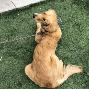 Outer Range Brewing - Dog enjoying the outdoor space - Breweries Near Me - Frisco, Colorado Outer Range Brewing - Dog enjoying the outdoor space - Breweries Near Me - Frisco, Colorado