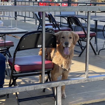 Rickety Cricket Brewing - The cutest pup at the pub today! - Pizza Near Me - Kingman, Arizona Rickety Cricket Brewing - The cutest pup at the pub today! - Pizza Near Me - Kingman, Arizona