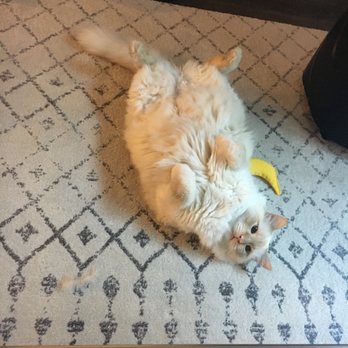 The Whisker Sitter - So trusting! - Pet Sitting Near Me The Whisker Sitter - So trusting! - Pet Sitting Near Me