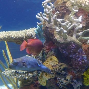 Seattle Aquarium - Aquariums Near Me - Seattle, Washington Seattle Aquarium - Aquariums Near Me - Seattle, Washington