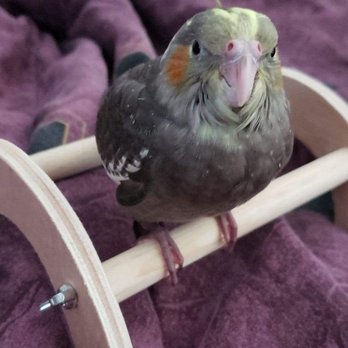Exotic Birds By Fran - Cutest baby - Pet Stores Near Me - Cypress, California