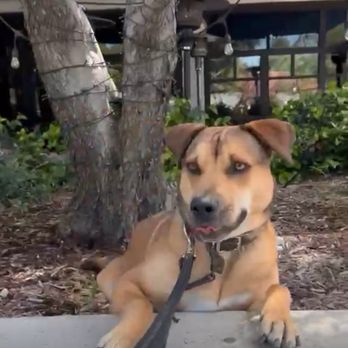 Matan Dog Training - Pet Training Near Me - Thousand Oaks, California Matan Dog Training - Pet Training Near Me - Thousand Oaks, California