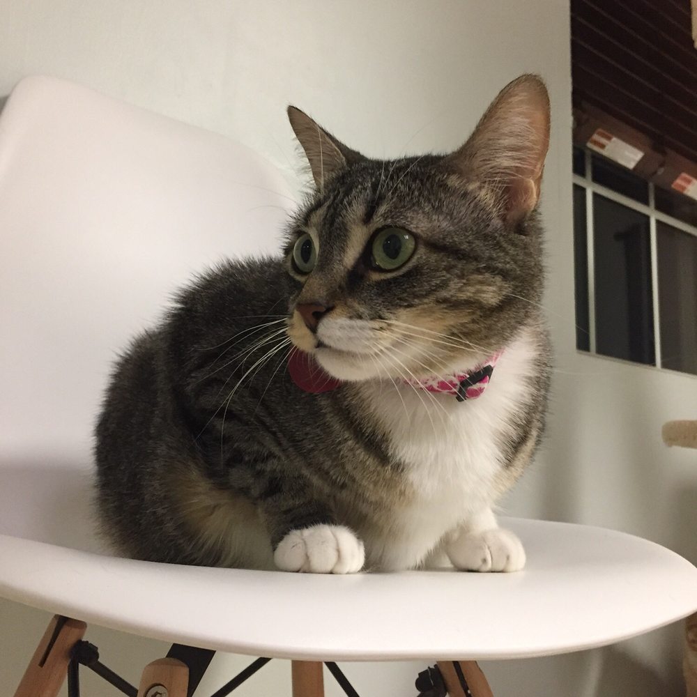 Catnip Cat Cafe - Pet Adoption Near Me - Norfolk, Virginia Catnip Cat Cafe - Pet Adoption Near Me - Norfolk, Virginia