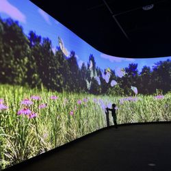 Peggy Notebaert Nature Museum - Interactive butterfly display