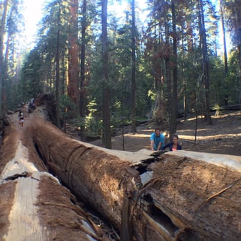 Trail of 100 Giants - Trail on top of fallen tree - Hiking Near Me - Springville, California Trail of 100 Giants - Trail on top of fallen tree - Hiking Near Me - Springville, California