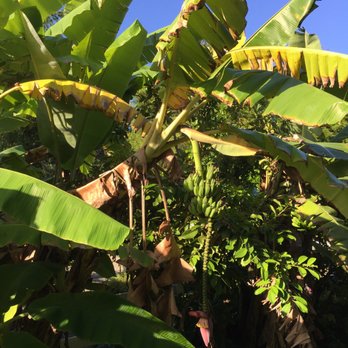 ECHO Global Farm - Banana - Community Service/Non-Profit Near Me - North Fort Myers, Florida