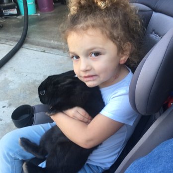 Itty Bitty Mobile Petting Zoo - The name is shadow - Petting Zoos Near Me Itty Bitty Mobile Petting Zoo - The name is shadow - Petting Zoos Near Me