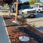 Roque’s Landscaping