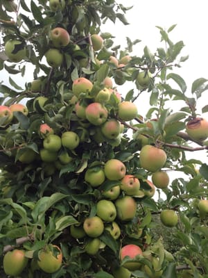 Wilklow Orchards by null
