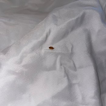 Tru by Hilton Indianapolis Downtown - Bed bugs - Hotels Near Me - Indianapolis, Indiana Tru by Hilton Indianapolis Downtown - Bed bugs - Hotels Near Me - Indianapolis, Indiana