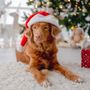 Photo of Karma Dog Training
