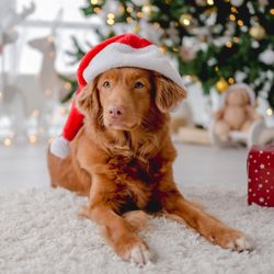 Karma Dog Training