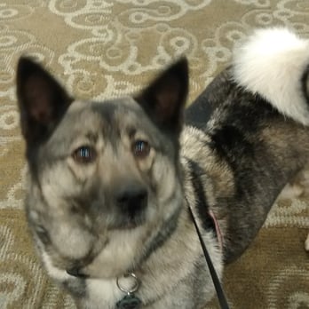 Salon Dog - Pet Groomers Near Me - Chicago, Illinois Salon Dog - Pet Groomers Near Me - Chicago, Illinois