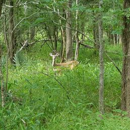 Bambi! Bambi!