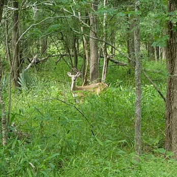 Palmetto State Park - Bambi! - Parks Near Me - Gonzales, Texas Palmetto State Park - Bambi! - Parks Near Me - Gonzales, Texas