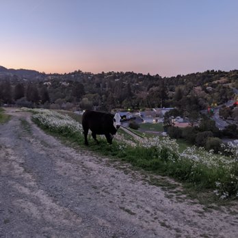 Briones Regional Park - Cow! - Parks Near Me - Martinez, California Briones Regional Park - Cow! - Parks Near Me - Martinez, California