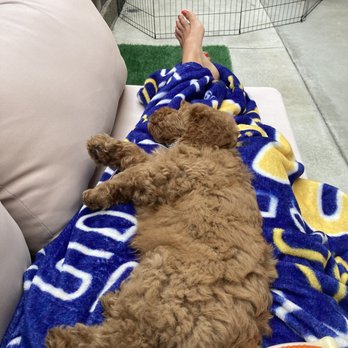 California Dulce Doodles - Zeb, resting after playing with all his new toys. - Pet Breeders Near Me