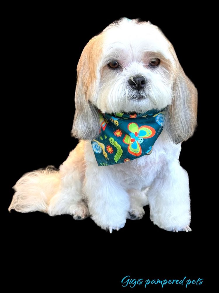 Peace Love And Paws Image