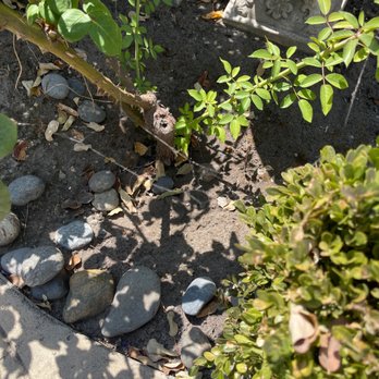 Pro Active Pest Control - Pest Control Near Me